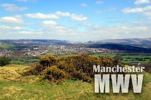 Longdendale-Bushes