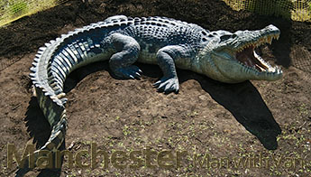 Saltwater crocodile